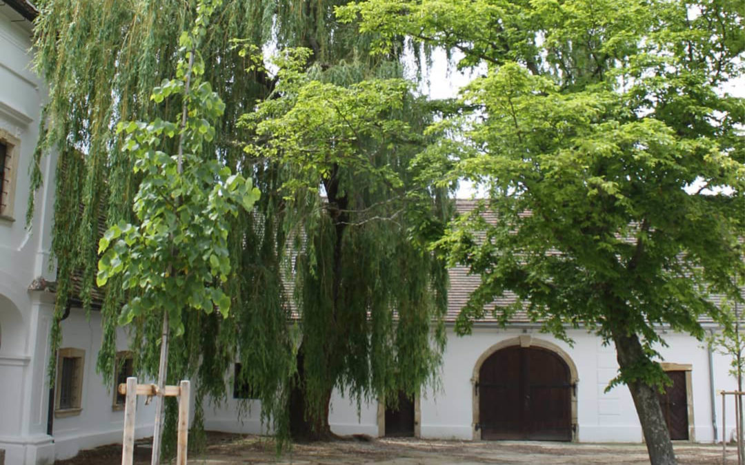 Die Opern-Proben übersiedeln ins Weinviertel