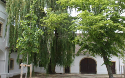 Die Opern-Proben übersiedeln ins Weinviertel